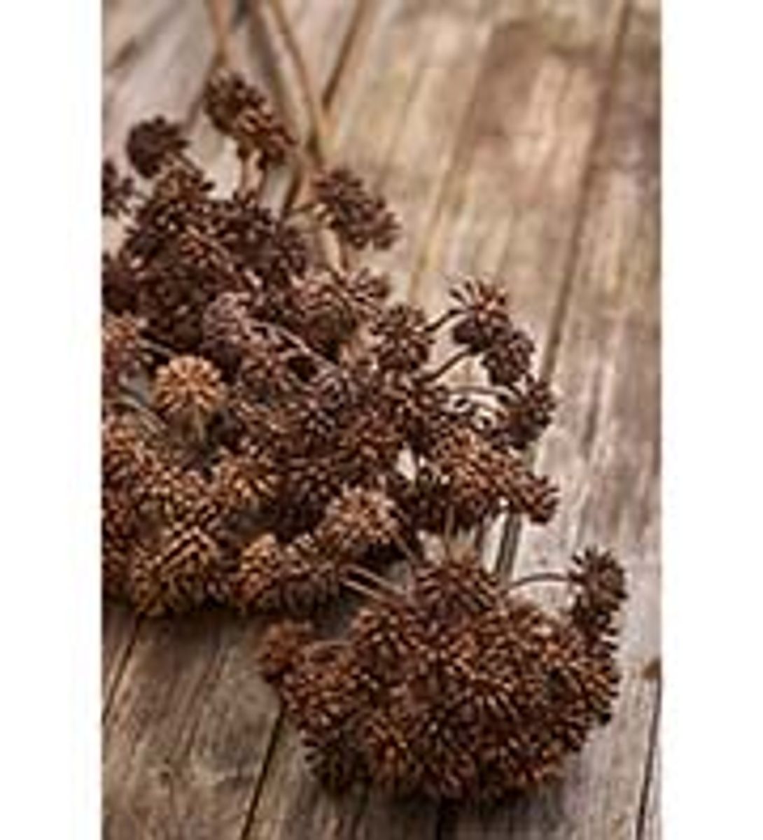 Angelica (brun 95 cm)