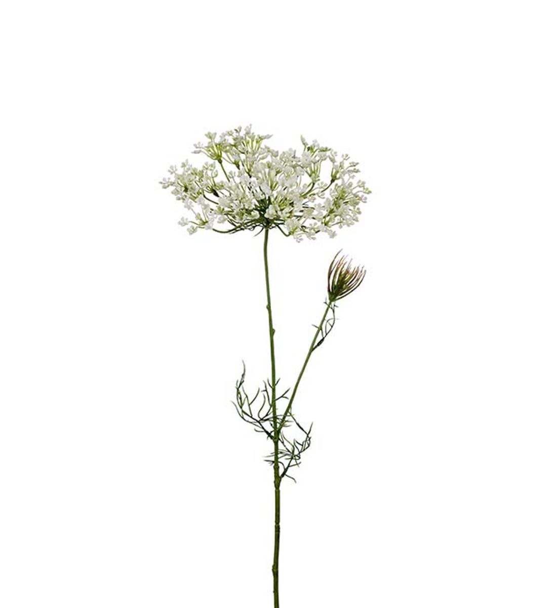 Allium (70 cm) hvit