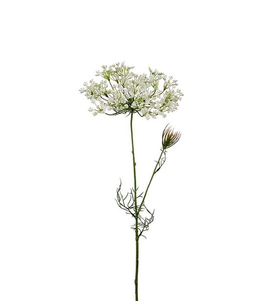 Hovedbilde Allium (70 cm) hvit