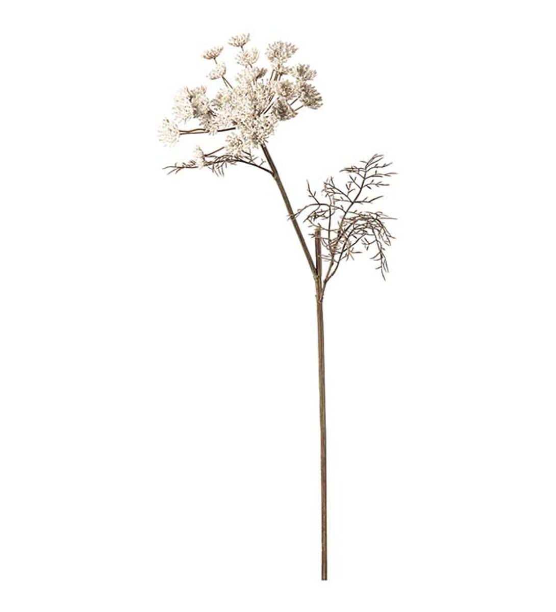 Villgulrot (70 cm) krem